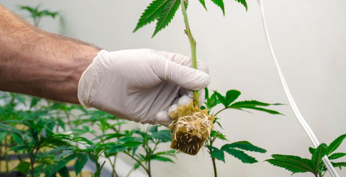 Tıbbi ve Aromatik Bitki Yetiştiriciliği Eğitimi   [50 AP / 30 CP / 100 PP]