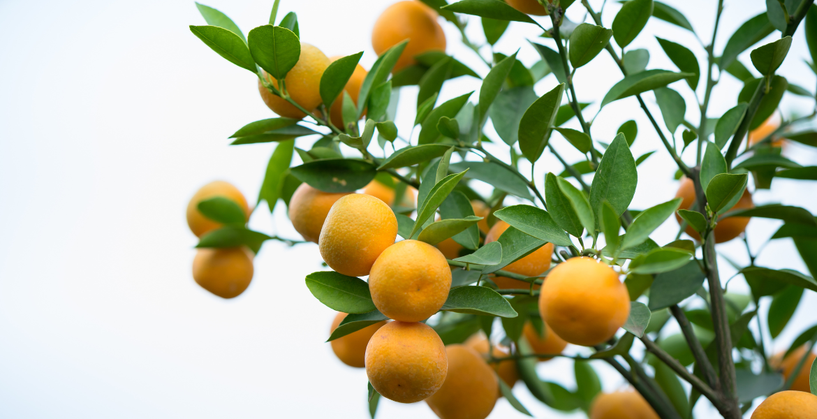 Meyve Yetiştiriciliği Eğitimi   [50 AP / 30 CP / 100 PP]